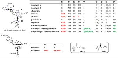 Microbial Enzymatic Synthesis of Amikacin Analogs With Antibacterial Activity Against Multidrug-Resistant Pathogens